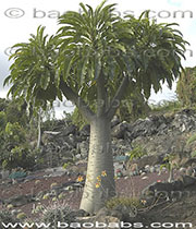 Pachypodium